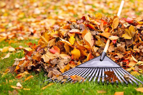 Cost of Leaves Removal in Aiken