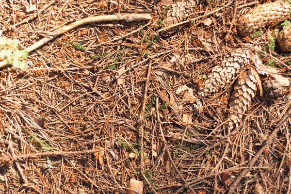 Cost of Pine Needles Removal in Aiken