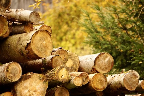 Cost of Wood Pile Removal in Aiken