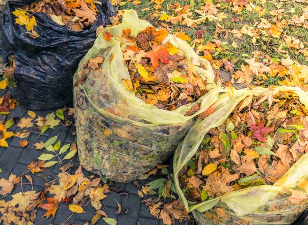 Cost of Yard Cleanup Service in Aiken