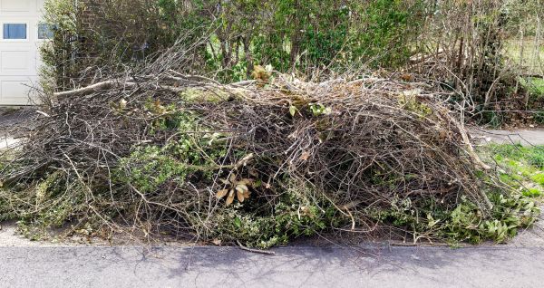 Tree Limb Cleanup in Aiken