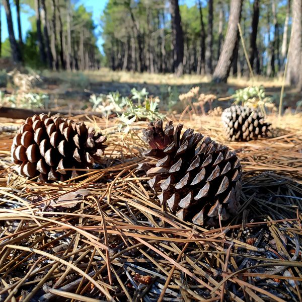 Cost of Pine Cone Removal in Aiken