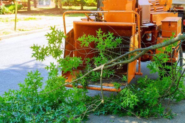 Cost of Tree Branches Removal in Aiken