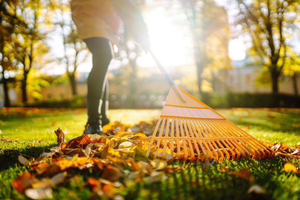 Cost of Leaves Raking in Aiken