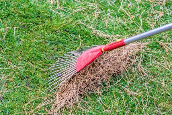 Cost of Pine Straw Raking in Aiken