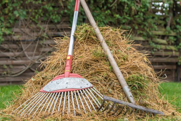 Cost of Pine Straw Clearing in Aiken
