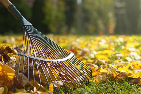 Cost of Leaf Removal in Aiken