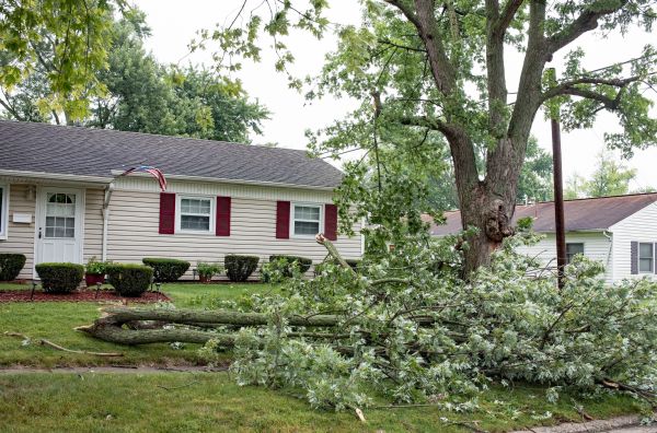 Cost of Fallen Branch Removal in Aiken